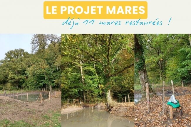 11 mares restaurées : la biodiversité reprend vie au cœur des vergers normands !