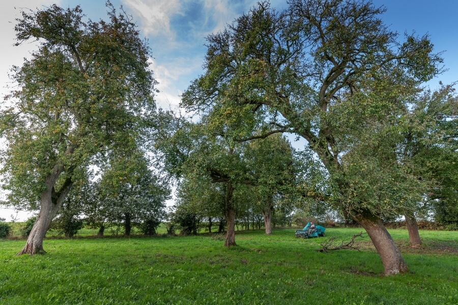 Nouvelle ère pour l’AOP Domfront : un cahier des charges renouvelé au service de la filière
