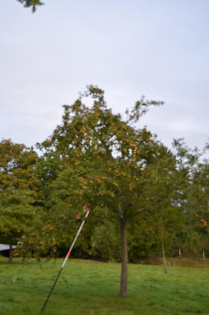 userfiles/produit/5699/arbre_var_262_mariennet.jpg