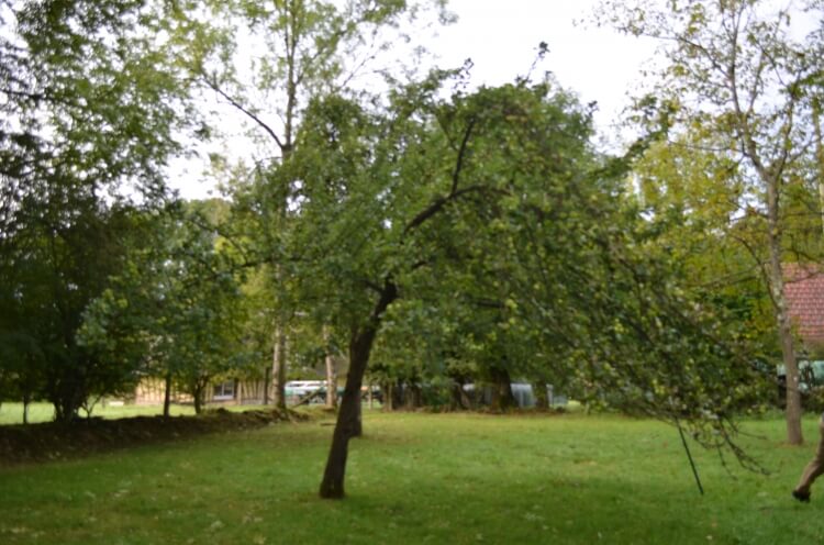 userfiles/produit/5735/arbre_var_298_orpolin.jpg