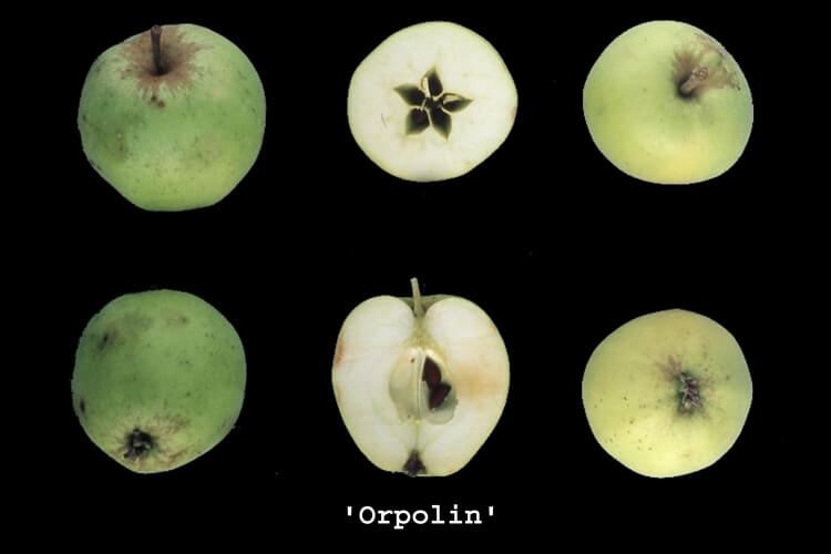 userfiles/produit/5735/photo_var_298_orpolin.jpg